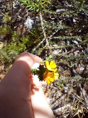 Aspalathus divaricata