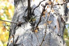 Parus major