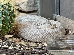 Crotalus catalinensis