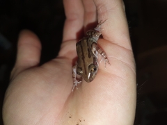 Kassina senegalensis