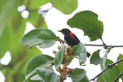 Dicaeum cruentatum