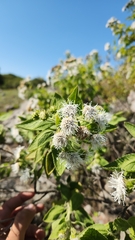 Radlkoferotoma cistifolia