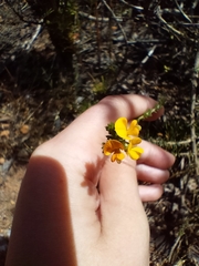 Aspalathus divaricata