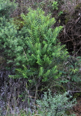 Veronica diosmifolia