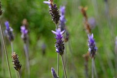 Lavandula dentata