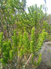 Morella cordifolia