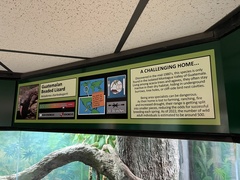 Crotalus catalinensis