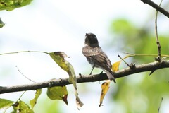 Muscicapa sibirica