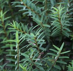Veronica diosmifolia