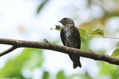 Muscicapa sibirica