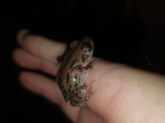 Kassina senegalensis