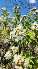 Radlkoferotoma cistifolia