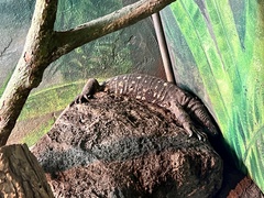 Heloderma charlesbogerti