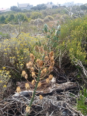 Albuca canadensis