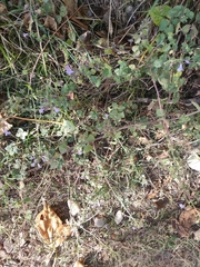 Clinopodium nepeta