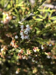 Erica tenuis