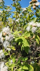 Radlkoferotoma cistifolia
