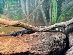 Heloderma charlesbogerti