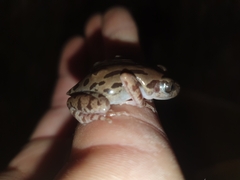 Kassina senegalensis