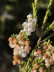 Erica tenuis