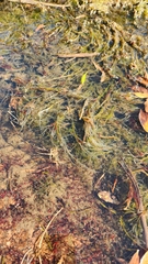 Podostemum comatum