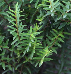 Veronica diosmifolia