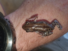 Kassina senegalensis