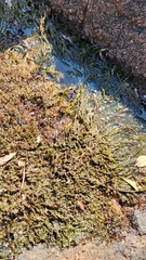 Podostemum comatum
