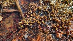 Podostemum comatum