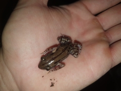 Kassina senegalensis