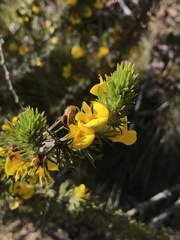 Aspalathus acanthes