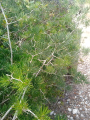 Asparagus lignosus