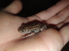 Kassina senegalensis