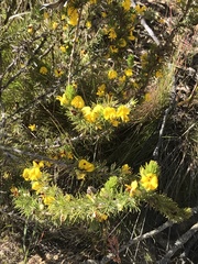 Aspalathus acanthes