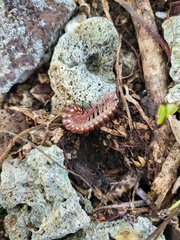 Nyssodesmus python
