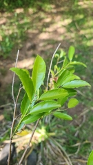 Anchietea pyrifolia