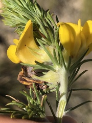 Aspalathus acanthes