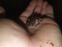 Kassina senegalensis