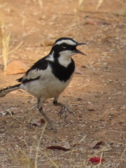 Motacilla aguimp