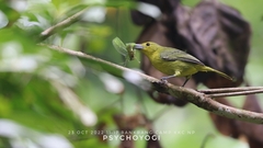 Aegithina lafresnayei