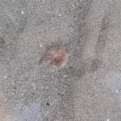 Calliactis parasitica