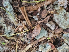 Nyssodesmus python