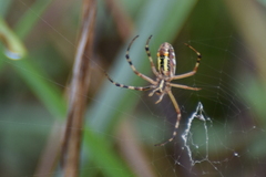 Argiope