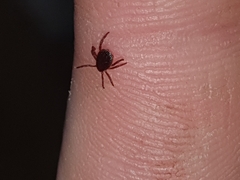 Rhipicephalus appendiculatus