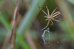 Argiope