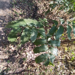 Cupania vernalis