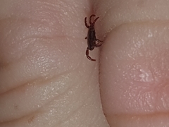 Rhipicephalus appendiculatus