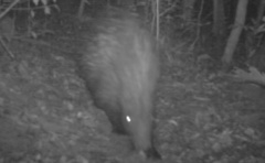 Hystrix africaeaustralis