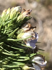 Psoralea montana