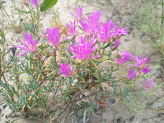 Lampranthus stipulaceus